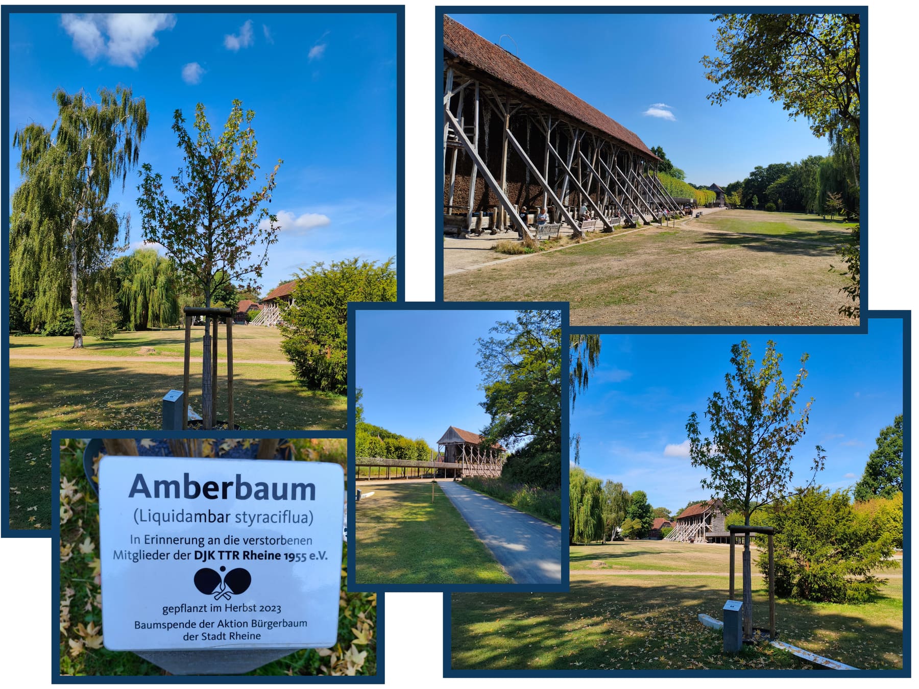 Gedenkbaum (Amberbaum) des DJK TTR Rheine mit Gedenktafel